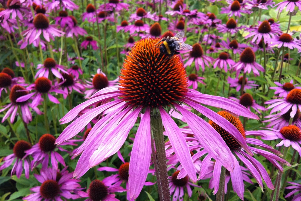 Echinacea cos'è? Benefici e controindicazioni