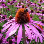 Echinacea cos'è? Benefici e controindicazioni
