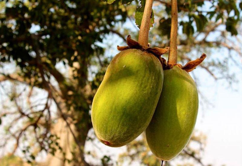 Baobab: 6 benefici per la salute