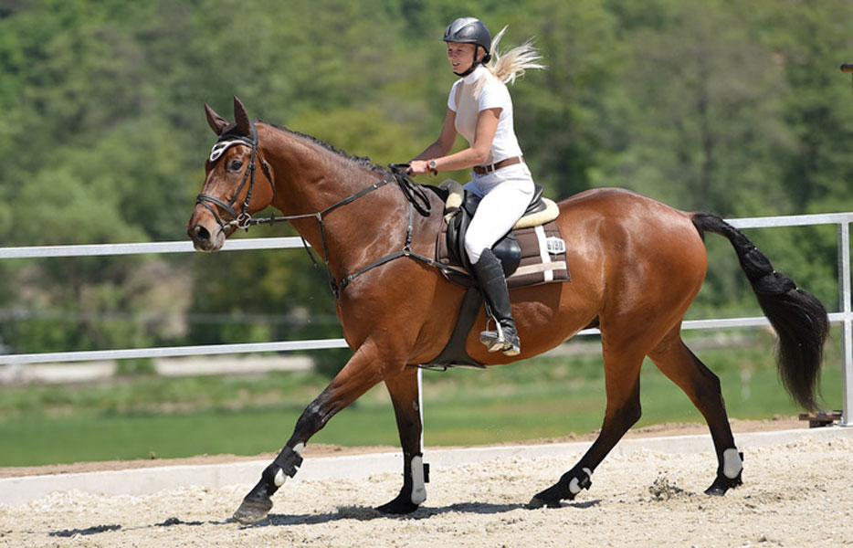 Prendersi cura del proprio cavallo: come fare?