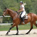 Prendersi cura del proprio cavallo: come fare?