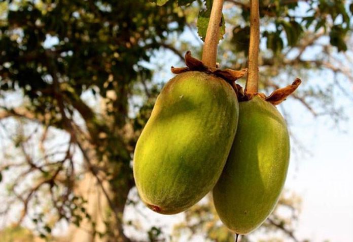 Baobab Baobab