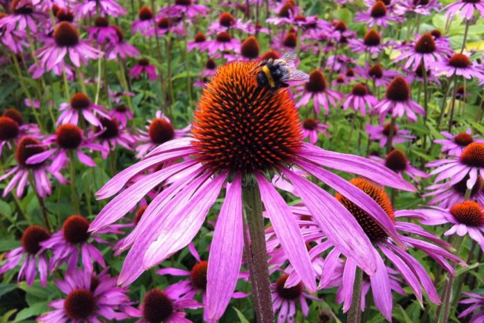 echinacea echinacea